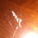 Small White Organisms Found on Wooden Structures in Home are Woodworms