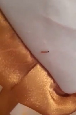 Pinkish-white Worm Found on Curtain by Baby's Bed is a Clothes Moth Caterpillar