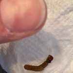 Green Caterpillar Found Kitchen Counter is an Armyworm