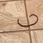 Black Worm with Pinkish Underside Found on Bathroom Floor May be a Flatworm, Earthworm or Brahminy Blind Snake