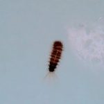 Brown-striped Larvae and Piles of Rice-like Ovoids are Signs of an Ongoing Carpet Beetle Infestation