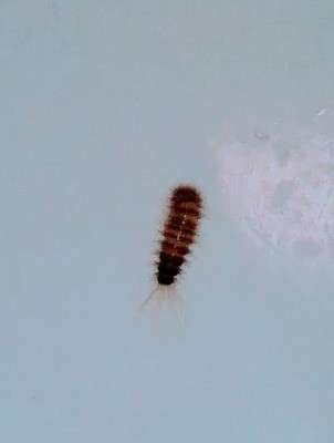 Brown-striped Larvae and Piles of Rice-like Ovoids are Signs of an Ongoing Carpet Beetle Infestation