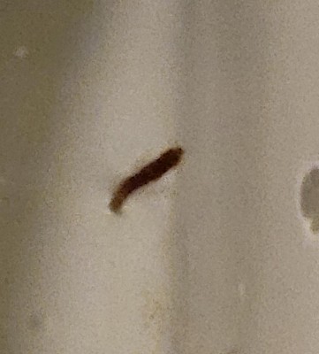 Dark Brown Worm Found in Toilet May Be a Drain Fly Larva, Though Concerns About Parasites are Raised