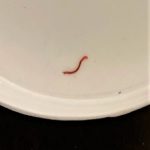 Red Larva is Indeed a Bloodworm, Though Concerns About Parasites are Raised