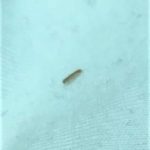 Small Gray Bug Found Inside Vehicle is Some Kind of Caterpillar/Larva