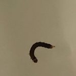 Dark Brown Worm Found in Toilet is a Caterpillar