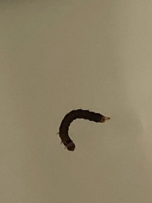 Dark Brown Worm Found in Toilet is a Caterpillar