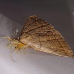 Moth Infestation Spawns Concerns Over Parasites