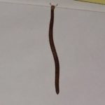 Segmented Worm with Antennae Found in Bathroom is a Millipede