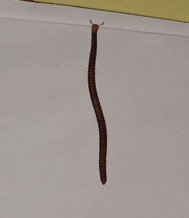 Segmented Worm with Antennae Found in Bathroom is a Millipede