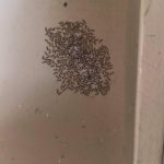 Horde of Tiny Worms Found on Apartment Wall are American Ermine Moth Larvae