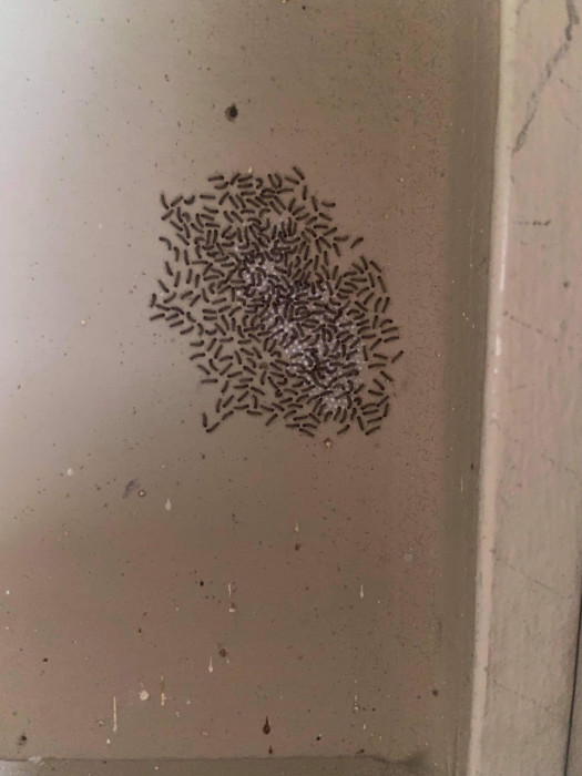 Horde of Tiny Worms Found on Apartment Wall are American Ermine Moth Larvae