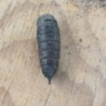 Black Soldier Fly Larvae Found in RV
