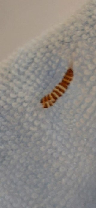 Brown, Striped Organism at the Bottom of a Hamper is a Carpet Beetle Larva
