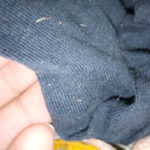White Creatures with Dark Tails Found on Clothing are Flea Larvae