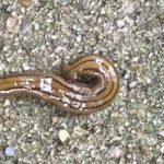 Incredibly Long, Brown Worm is a Hammerhead Worm