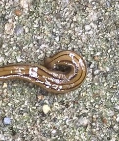 Incredibly Long, Brown Worm is a Hammerhead Worm