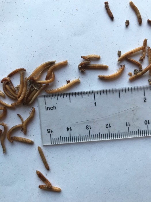 Yellow-brown, Segmented Worms Found in Pool are Mealworms or Wireworms