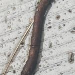 A Brief Overview of Stick Caterpillars