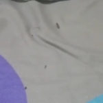 Clear Worms Roaming on Bed are Flea Larvae