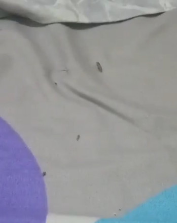 Clear Worms Roaming on Bed are Flea Larvae