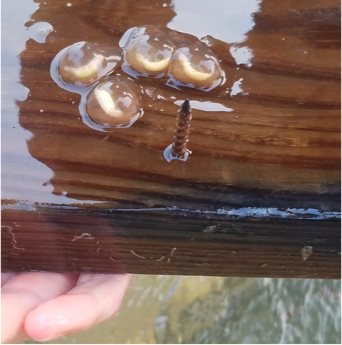 Yellowish Worms Trapped in Mucous Substance Found in Washington Island