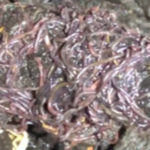 Mass of Purple Worms Coming from Sewer are Tubifex Worms