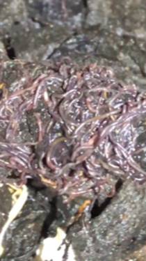 Mass of Purple Worms Coming from Sewer are Tubifex Worms