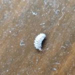Brown-Striped Larvae and Fuzzy, White Bugs Infesting This Reader’s Bathroom and Bedroom are Duff Millipedes