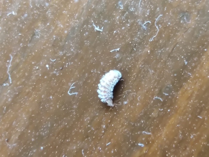 Brown-Striped Larvae and Fuzzy, White Bugs Infesting This Reader's Bathroom and Bedroom are Duff Millipedes
