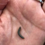 Dark Green Larva-like Creature with Brown Head May Be a Fern Caterpillar