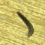Clear Worms with Dark Entrails Found Under Bed are Flea Larvae