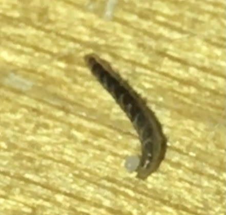 Clear Worms with Dark Entrails Found Under Bed are Flea Larvae