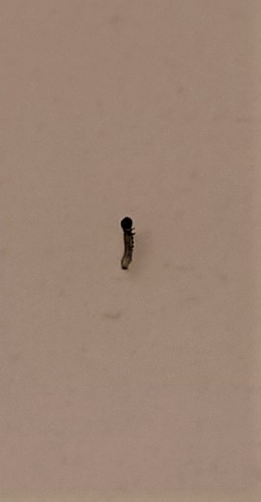 Tiny Larva with Bulbous Black Head is Likely an Inchworm