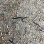 Thin Black Worms Appearing on Dirt May Be New Guinea Flatworms