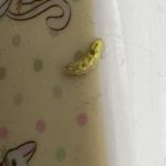 Bright Yellow/Green Worm Found on Cat’s Food Bowl is Indeed a Caterpillar