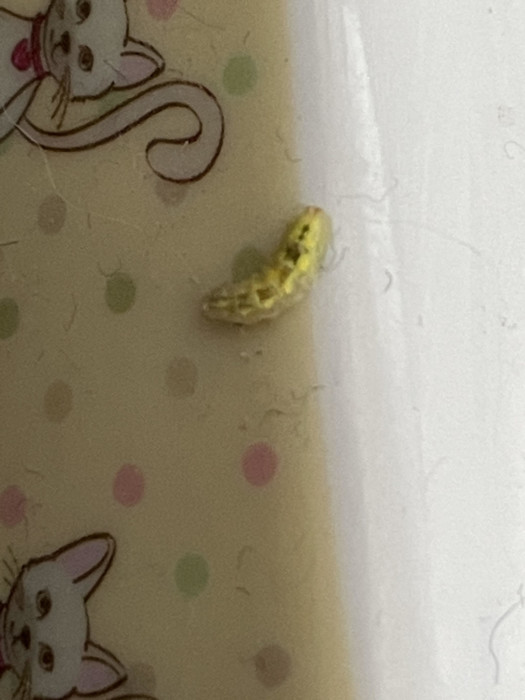 Bright Yellow/Green Worm Found on Cat's Food Bowl is Indeed a Caterpillar