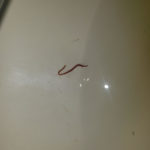 Long Red Worm Found at Bottom of Toilet is a Bloodworm