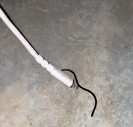 Long Black Worm Found on Floor is Actually a Brahminy Blind Snake