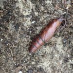 Thick, Brown Worm is Actually a Sphinx Moth Pupa