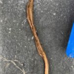 Spade-headed, Beige Worm Found in Yard is a Hammerhead Worm