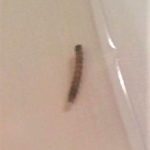 Dark Brown, Segmented Worm Found by Children May Indeed Be a Mealworm