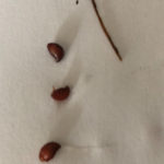 Red Sesame Seed-like Objects Found in Stool by Woman Seeking Answers