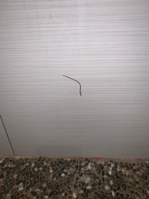 Short, Brown Worm Found in Shower May be a Bloodworm