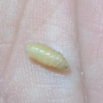 White Grub-like Larvae Fall from Ceiling and Crawl Along Bathroom Floor