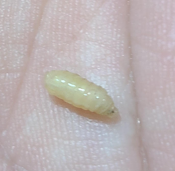 White Grub-like Larvae Fall from Ceiling and Crawl Along Bathroom Floor