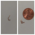 Brown Worm with Antennae Found in Sink is a Baby Centipede