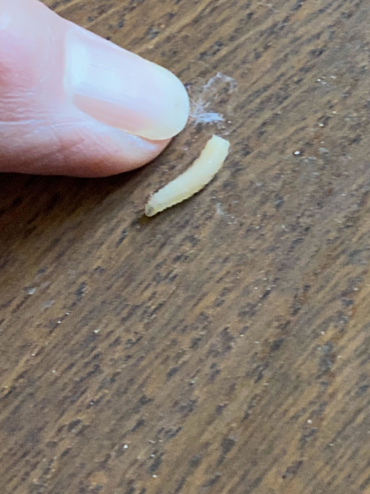 White Worms Found in Puppy's Play Area are Clothes Moth Larvae
