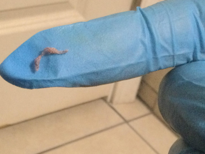 Unfamiliar Gray Worm Found Decomposing and Oozing Goo