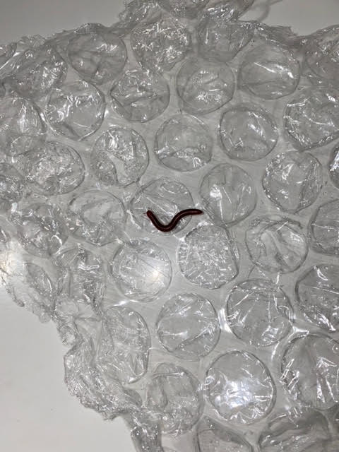 Dark Brown Worms with Antennae are Millipedes
